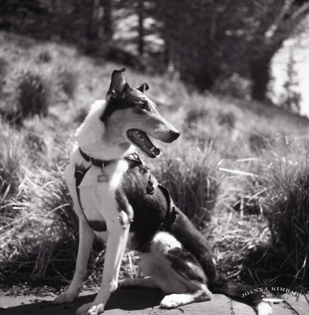 dog_photography_film_scan-3