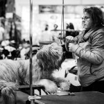 Thanksgiving Classic Dog Show, West Springfield Dog Show, Big E Dog Show