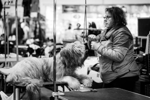 Thanksgiving Classic Dog Show, West Springfield Dog Show, Big E Dog Show