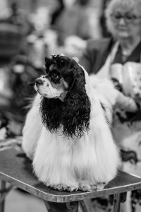 Thanksgiving Classic Dog Show, West Springfield Dog Show, Big E Dog Show