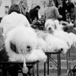 Thanksgiving Classic Dog Show, West Springfield Dog Show, Big E Dog Show