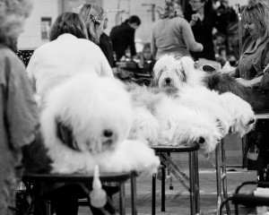 Thanksgiving Classic Dog Show, West Springfield Dog Show, Big E Dog Show