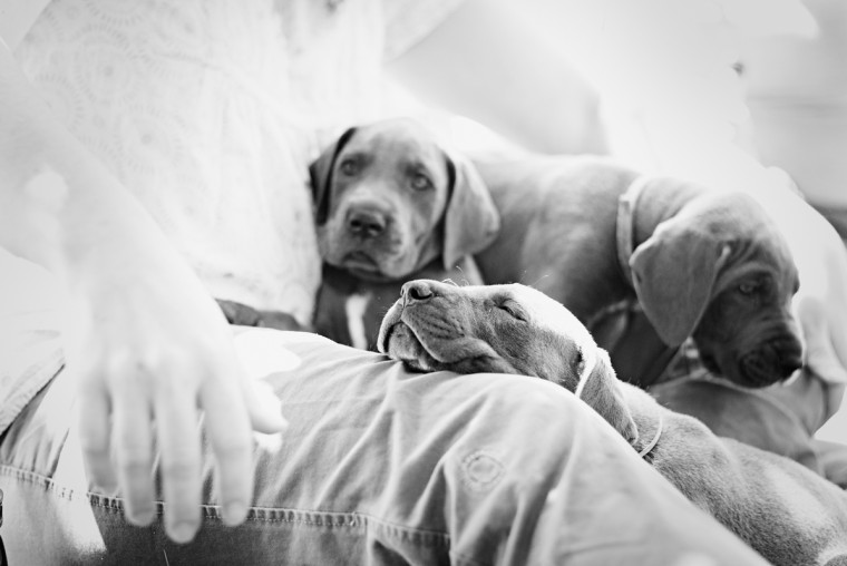 blue great dane puppies in lap Massachusetts_dog_photography Film_photographer_NH film_photography_new_england black_and_white_photography_Massachusetts_