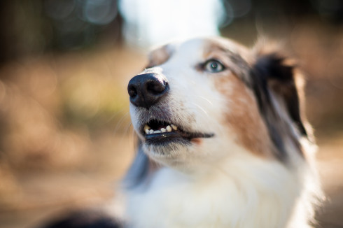 dog barking NH_dog_photography dog_photography massachusetts documentary_pet_photography new_england_dog_photography-2
