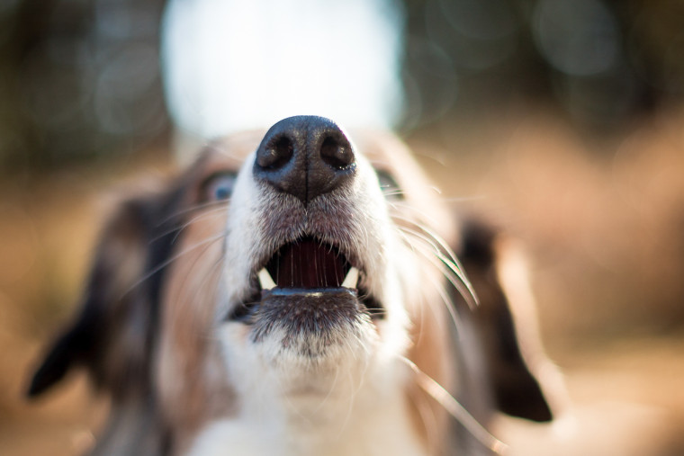 dog barking NH_dog_photography dog_photography massachusetts documentary_pet_photography new_england_dog_photography