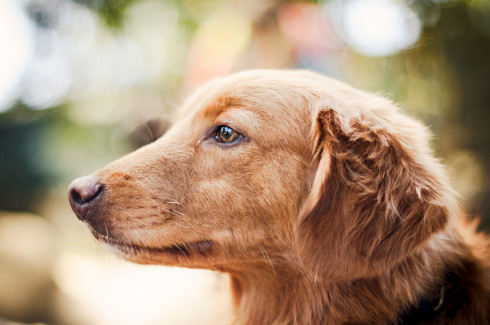 duck tolling retriever NH_dog_photography dog_photography massachusetts documentary_pet_photography new_england_dog_photography