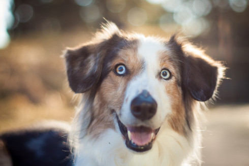 happy dog NH_dog_photography dog_photography massachusetts documentary_pet_photography new_england_dog_photography