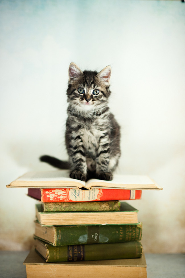 kitten sitting on books NH_pet_photography cat_photography massachusetts documentary_pet_photography new_england_dog_photography