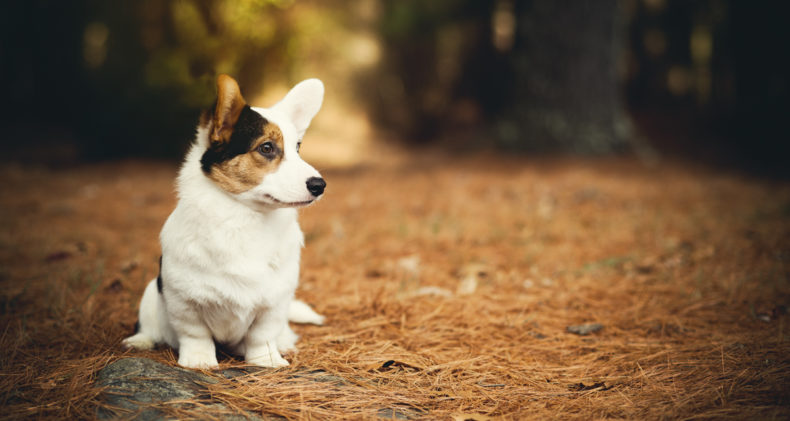 merle white cardigan corgi puppy NH_dog_photography dog_photography massachusetts documentary_pet_photography new_england_dog_photography