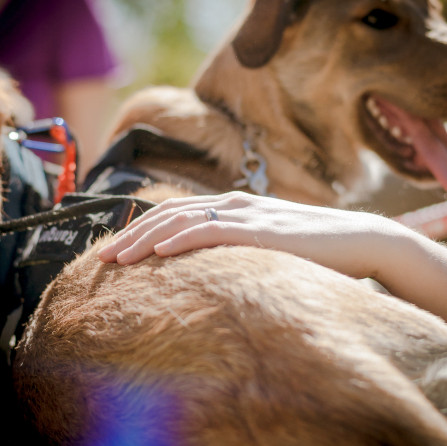 service dogs NH_dog_photography dog_photography massachusetts documentary_pet_photography new_england_dog_photography-2