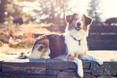 sunflare happy dog NH_dog_photography dog_photography massachusetts documentary_pet_photography new_england_dog_photography