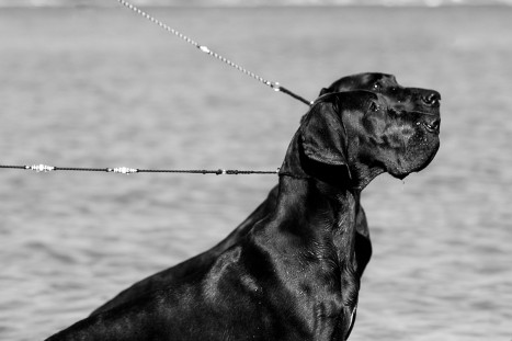 two great danes in the ocean Massachusetts_dog_photography Film_photographer_NH film_photography_new_england black_and_white_photography_Massachusetts_