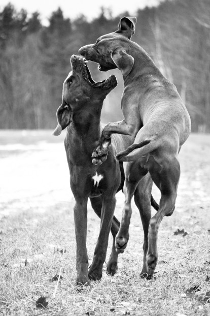 two great danes jumping playing documentary Massachusetts_dog_photography Film_photographer_NH film_photography_new_england black_and_white_photography_Massachusetts_