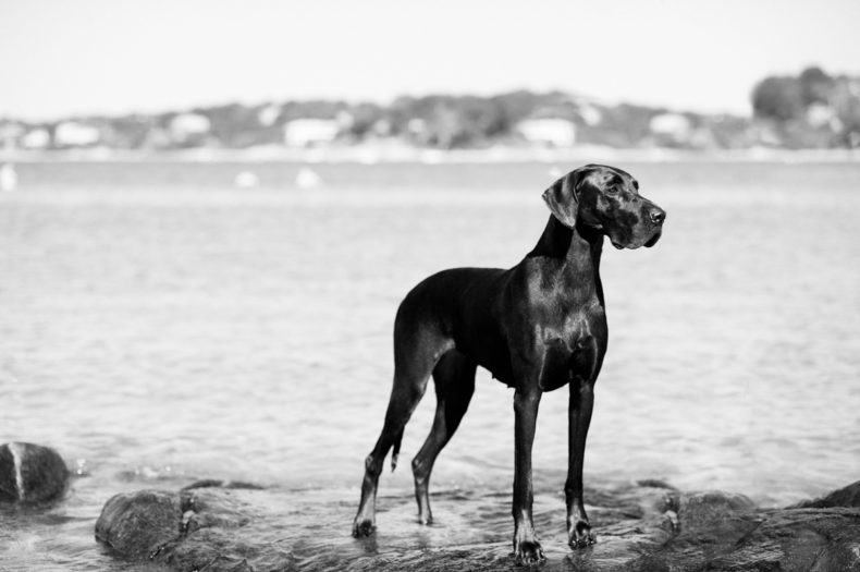 uncropped natural ear great dane wingaersheek beach Massachusetts_dog_photography Film_photographer_NH film_photography_new_england black_and_white_photography_Massachusetts_