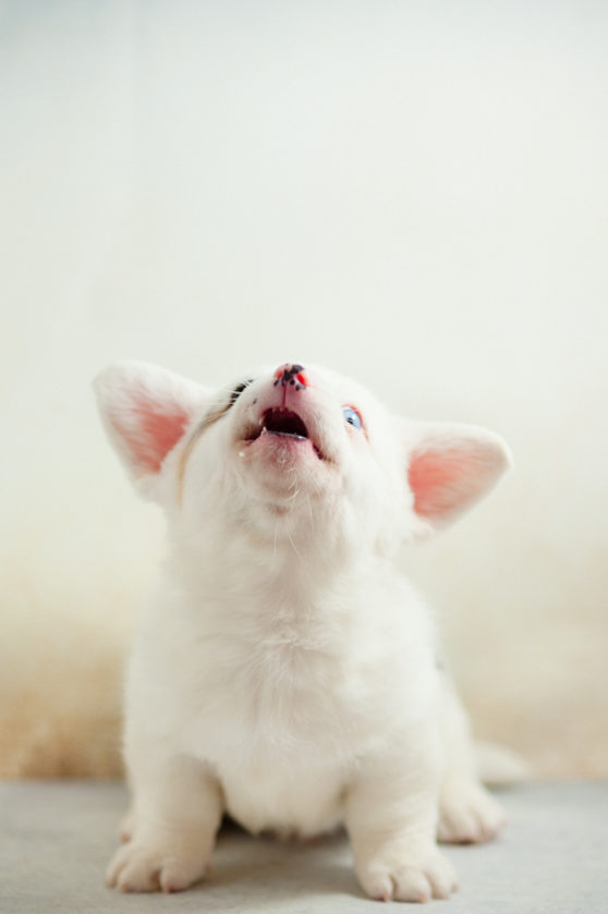 white harlequin cardigan corgi puppy NH_dog_photography dog_photography massachusetts documentary_pet_photography new_england_dog_photography